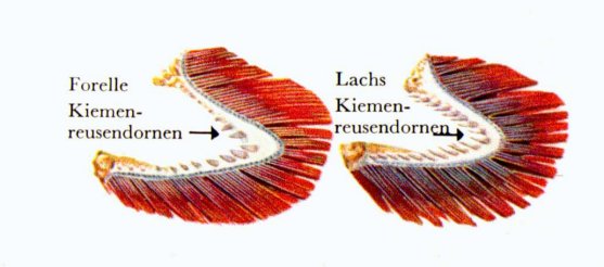 Kiemenreuse