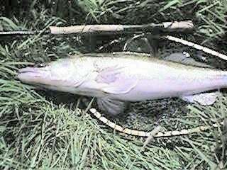 Zander
