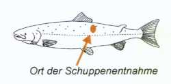 Schuppenentnahme