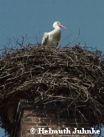 Storch