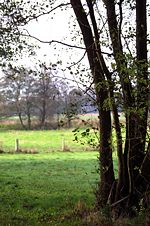 Prägen das Landschaftsbild und sind wichtige Gehölze an Ufern: Erlen im Tal der Schwinge. Foto: Schmidt