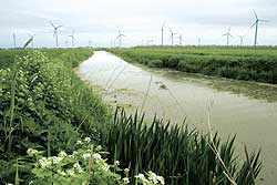 Das Wischhafener Schleusenfleth ist eines von vier Marsch-Vorflutern in Niedersachsen, der als Referenz-Gewässer für die EU-Richtlinie untersucht werden soll. Foto: Schmidt