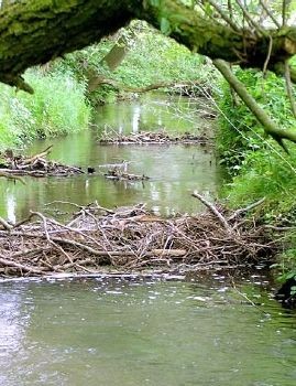 Die Angler legten Totholzfänger in der Goldbeck an; renaturiert wird ein 800-Meter-Abschnitt.