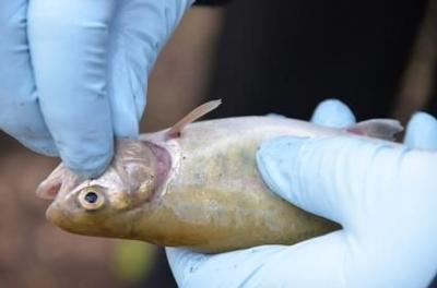 Nach einem mysteriösen Fischsterben in Nindorf ermitteln Polizei und Umweltamt.